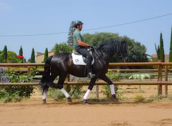 PRE Mix, Hengst, 5 Jaar, 170 cm, Zwart