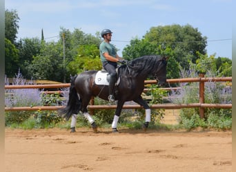 PRE Mix, Hengst, 5 Jaar, 170 cm, Zwart