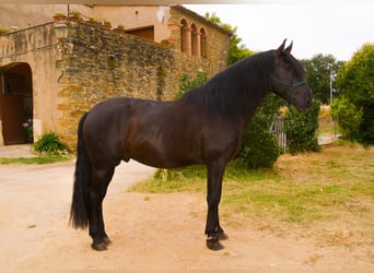 PRE Mix, Hengst, 5 Jaar, 170 cm, Zwart