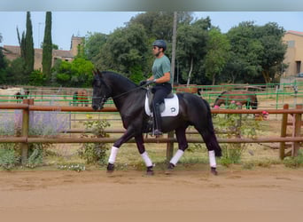 PRE Mix, Hengst, 5 Jaar, 170 cm, Zwart