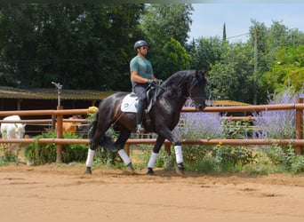 PRE Mix, Hengst, 5 Jaar, 170 cm, Zwart