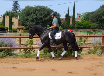 PRE Mix, Hengst, 5 Jaar, 170 cm, Zwart