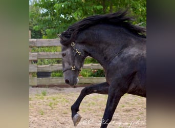 PRE, Hengst, 5 Jaar, 170 cm, Zwartschimmel