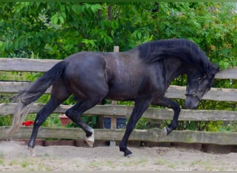 PRE, Hengst, 5 Jaar, 170 cm, Zwartschimmel