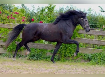 PRE, Hengst, 5 Jaar, 170 cm, Zwartschimmel