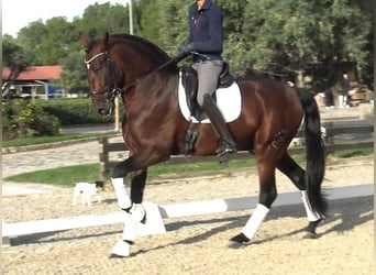 PRE Mix, Hengst, 5 Jaar, 171 cm, Bruin