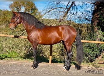 PRE Mix, Hengst, 5 Jaar, 171 cm