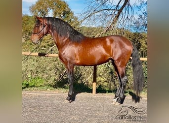 PRE Mix, Hengst, 5 Jaar, 171 cm