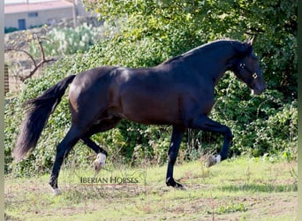 PRE Mix, Hengst, 5 Jaar, 171 cm, Zwart