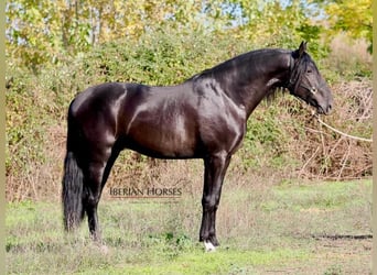 PRE Mix, Hengst, 5 Jaar, 171 cm, Zwart