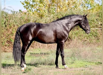 PRE Mix, Hengst, 5 Jaar, 171 cm, Zwart