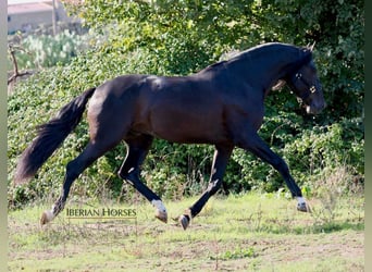 PRE Mix, Hengst, 5 Jaar, 171 cm, Zwart
