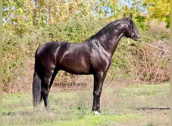 PRE Mix, Hengst, 5 Jaar, 171 cm, Zwart