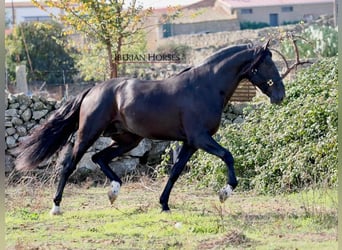 PRE Mix, Hengst, 5 Jaar, 171 cm, Zwart