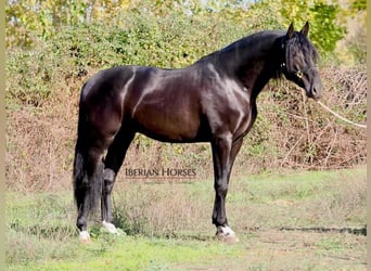 PRE Mix, Hengst, 5 Jaar, 171 cm, Zwart