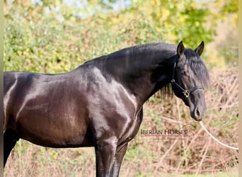 PRE Mix, Hengst, 5 Jaar, 171 cm, Zwart