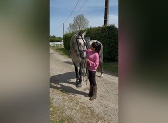 PRE, Hengst, 5 Jaar, 173 cm, Appelschimmel