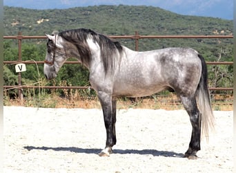 PRE Mix, Hengst, 5 Jaar, 173 cm, Schimmel