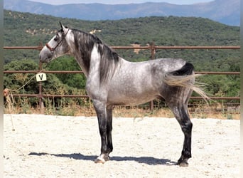 PRE Mix, Hengst, 5 Jaar, 173 cm, Schimmel