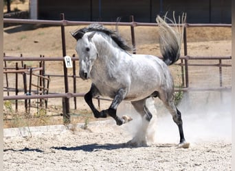 PRE Mix, Hengst, 5 Jaar, 173 cm, Schimmel