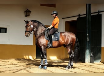 PRE, Hengst, 5 Jaar, 175 cm, Roodbruin