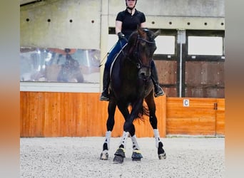 PRE Mix, Hengst, 5 Jaar, 176 cm, Donkerbruin