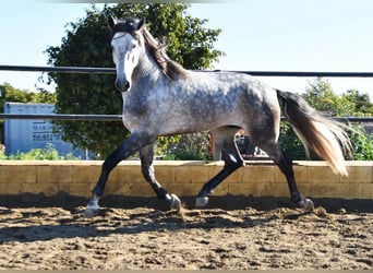 PRE, Hengst, 5 Jaar, 176 cm, Schimmel