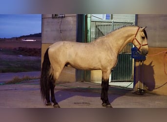 PRE Mix, Hengst, 5 Jaar, 178 cm, Falbe