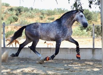 PRE Mix, Hengst, 5 Jaar, 178 cm, Schimmel