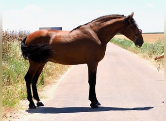 PRE Mix, Hengst, 5 Jaar, 181 cm, Bruin