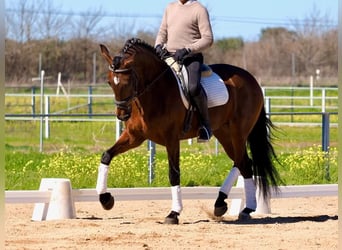 PRE Mix, Hengst, 5 Jaar, Bruin