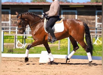 PRE Mix, Hengst, 5 Jaar, Bruin