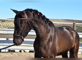 PRE, Hengst, 5 Jahre, 154 cm, Rappe