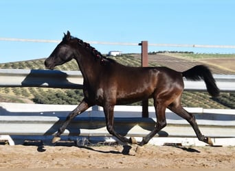 PRE, Hengst, 5 Jahre, 154 cm, Rappe