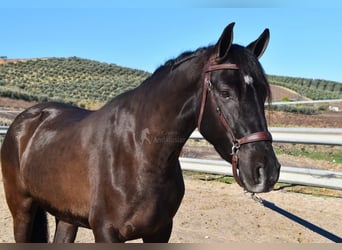 PRE, Hengst, 5 Jahre, 154 cm, Rappe