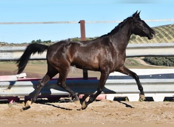 PRE, Hengst, 5 Jahre, 154 cm, Rappe