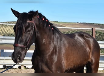 PRE, Hengst, 5 Jahre, 154 cm, Rappe