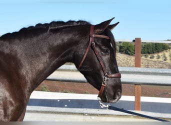 PRE, Hengst, 5 Jahre, 154 cm, Rappe