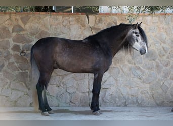 PRE, Hengst, 5 Jahre, 155 cm, Schimmel