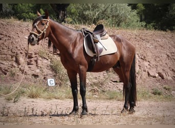 PRE Mix, Hengst, 5 Jahre, 156 cm, Brauner