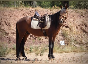 PRE Mix, Hengst, 5 Jahre, 156 cm, Brauner