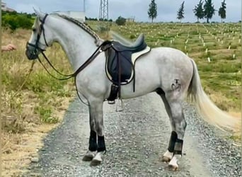 PRE Mix, Hengst, 5 Jahre, 156 cm, Schimmel