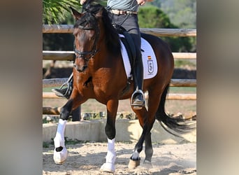 PRE Mix, Hengst, 5 Jahre, 157 cm, Brauner
