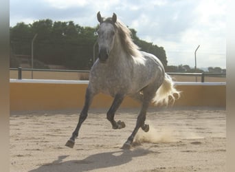 PRE Mix, Hengst, 5 Jahre, 158 cm, Apfelschimmel