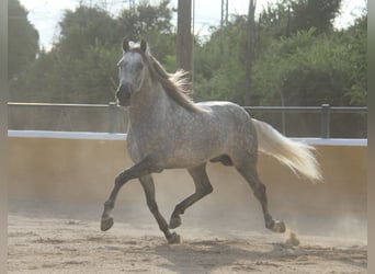 PRE Mix, Hengst, 5 Jahre, 158 cm, Apfelschimmel