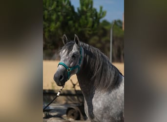 PRE Mix, Hengst, 5 Jahre, 158 cm, Apfelschimmel