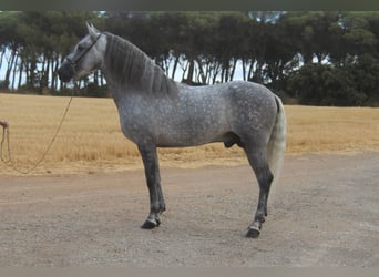 PRE Mix, Hengst, 5 Jahre, 158 cm, Apfelschimmel
