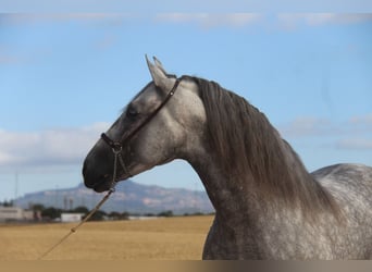 PRE Mix, Hengst, 5 Jahre, 158 cm, Apfelschimmel