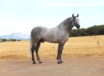 PRE Mix, Hengst, 5 Jahre, 158 cm, Apfelschimmel