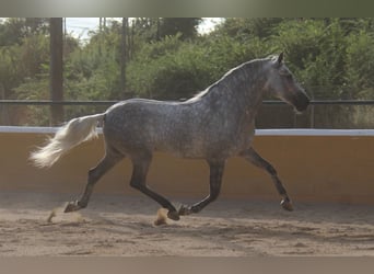 PRE Mix, Hengst, 5 Jahre, 158 cm, Apfelschimmel